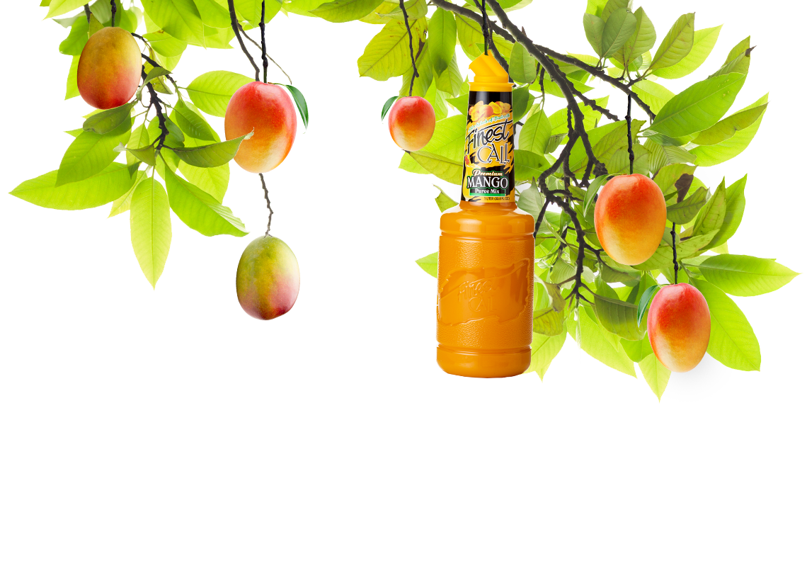 A mango tree with a mixed drinks mango mixer hanging from a branch.